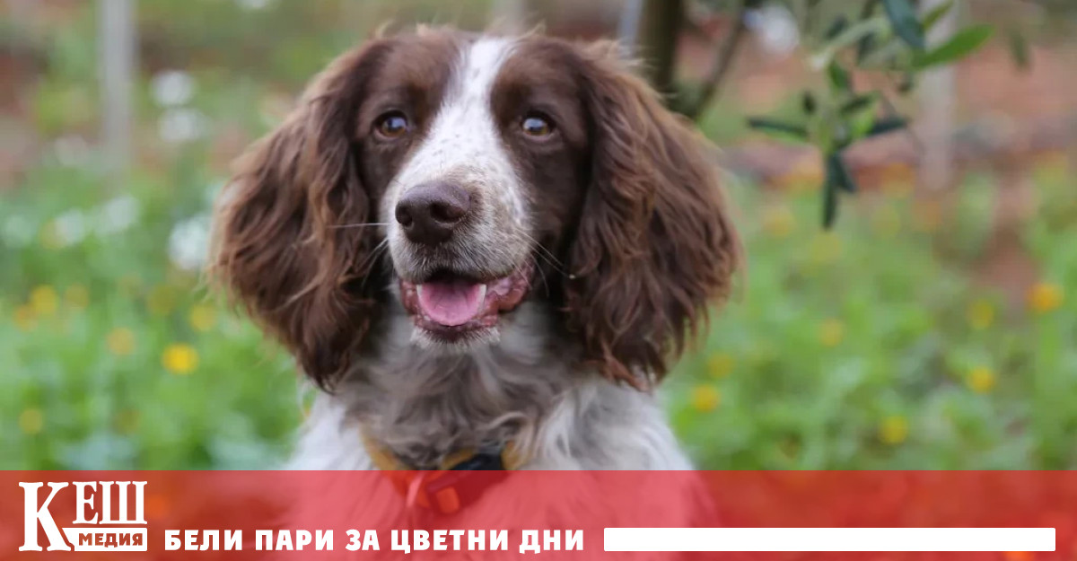 Вредителят е упоритата бактерия Ксилела фастидиоза Xylella fastidiosa Разпространява се
