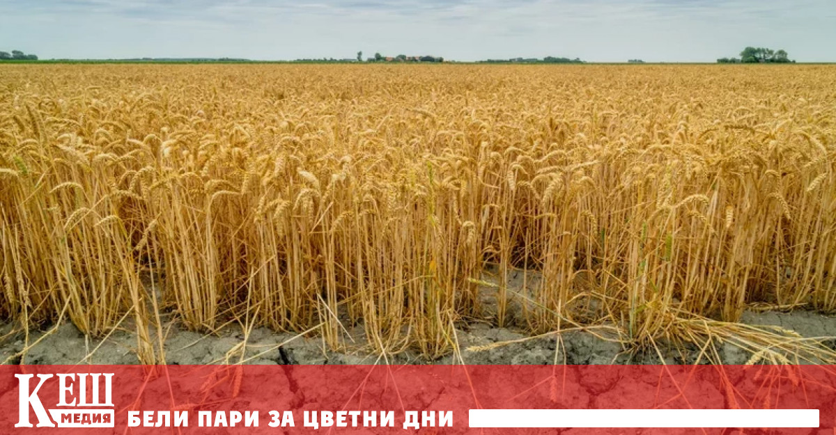 Тригодишната суша е засегнала в някаква степен почти половината страна