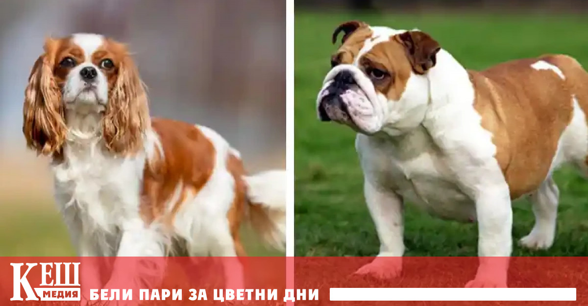 Правим живота на невинните животни нещастен само защото ги мислим