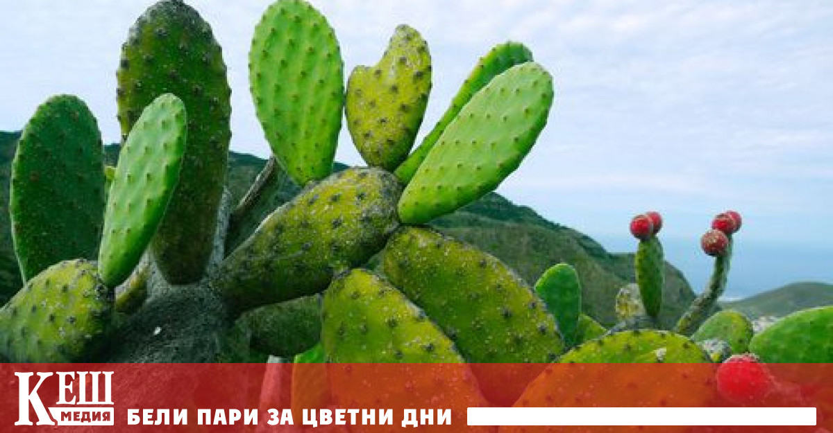 Според The Guardian поради изменението на климата кактуси принадлежащи към