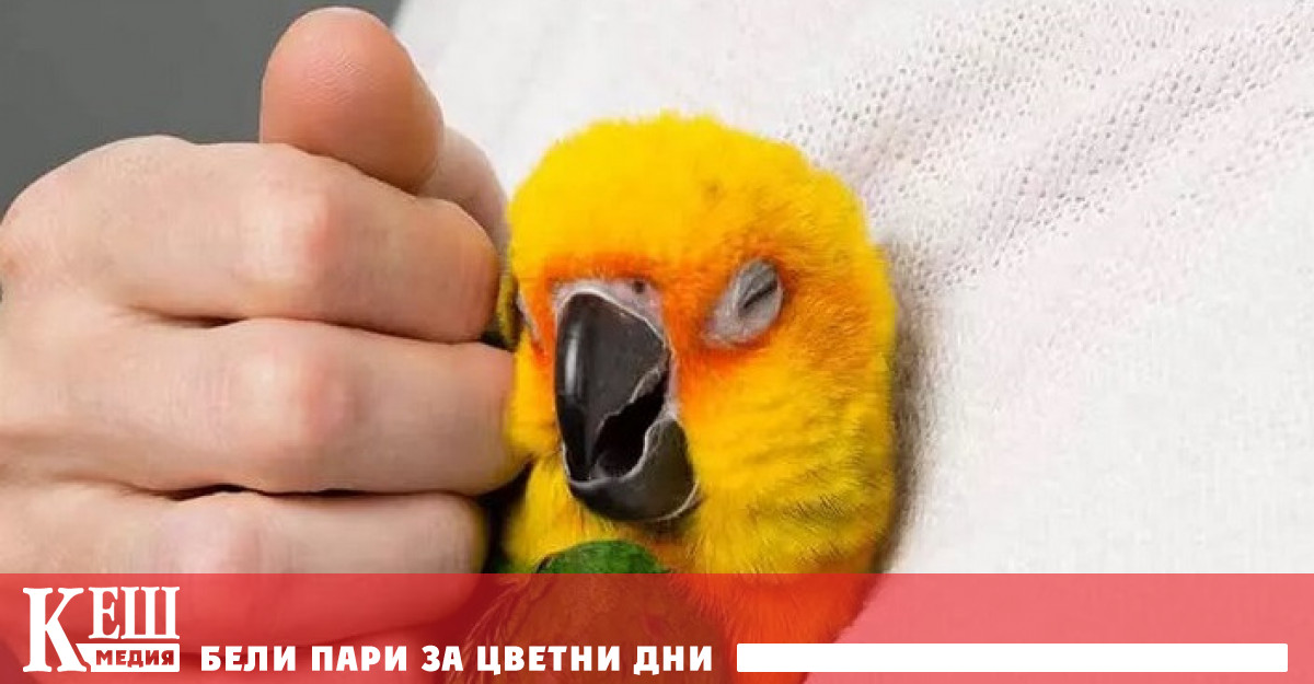 Папагалът може да бъде научен да говори но той ще