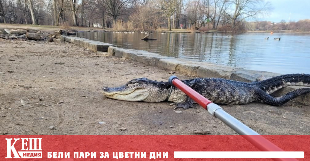 Изпадналият в летаргично състояние женски алигатор в момента се възстановява