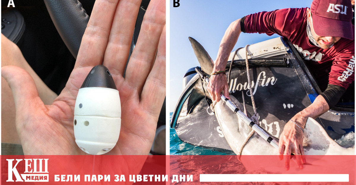 Да се определи къде и кога животните раждат е от