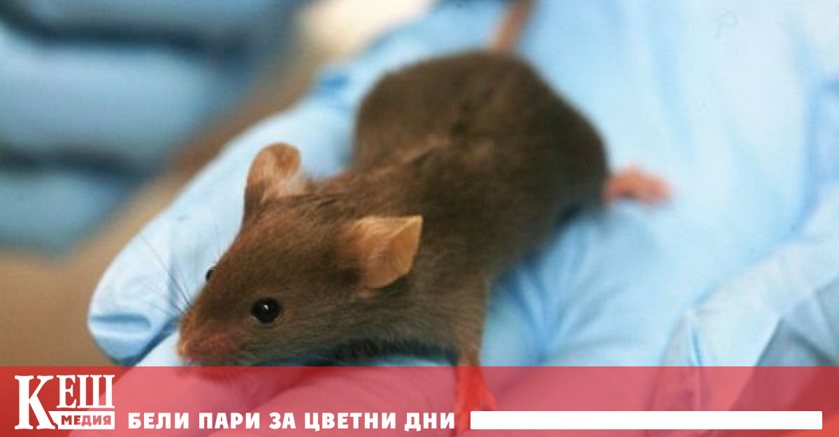 Най общо казано технологията се основава на префасонирането на клетки от