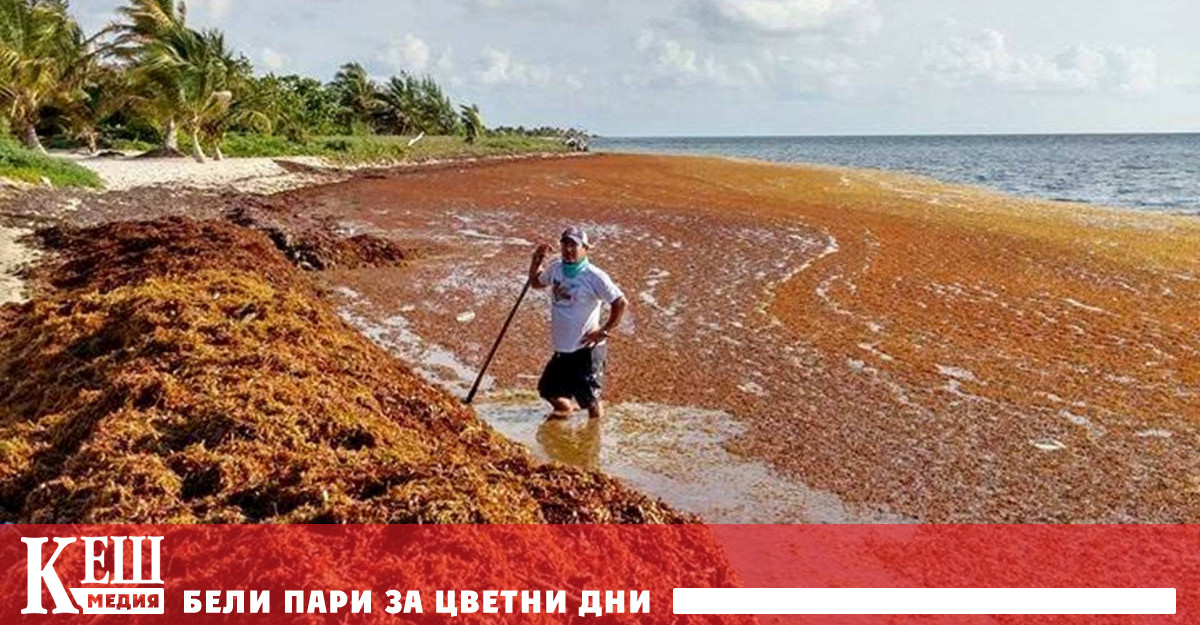 В открити води полетата водорасли са местообитания за някои видове