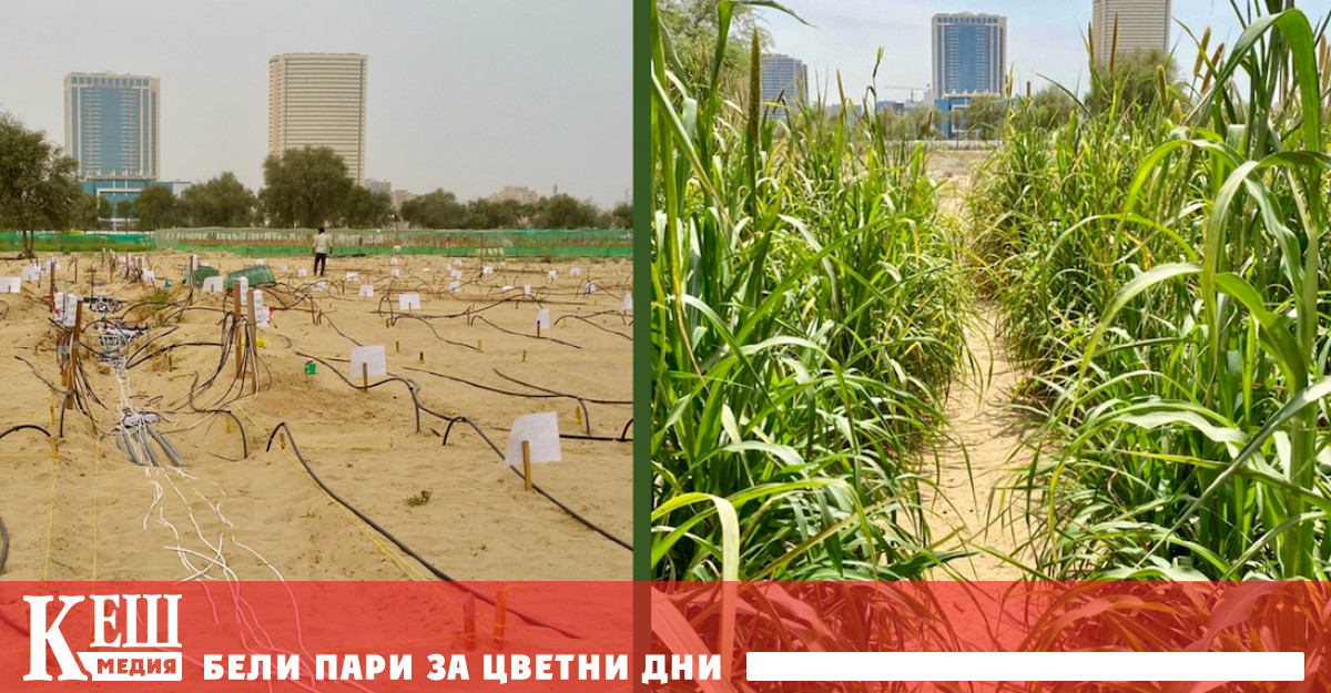 DesertControl чието мото е Да направим Земята отново зелена си