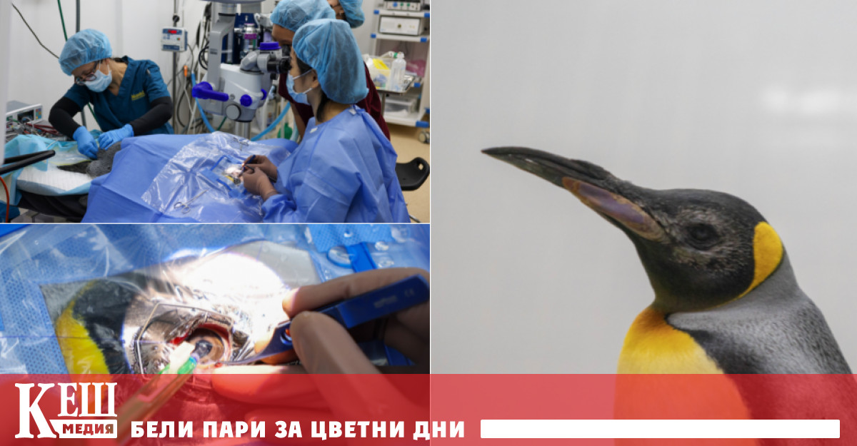 Смята се че фината интервенция извършена от петчленен медицински екип