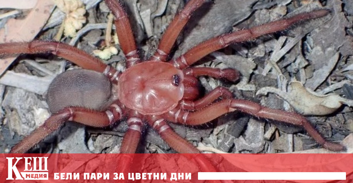 Паякообразният е наречен Euoplos dignitas името му идва от латинското