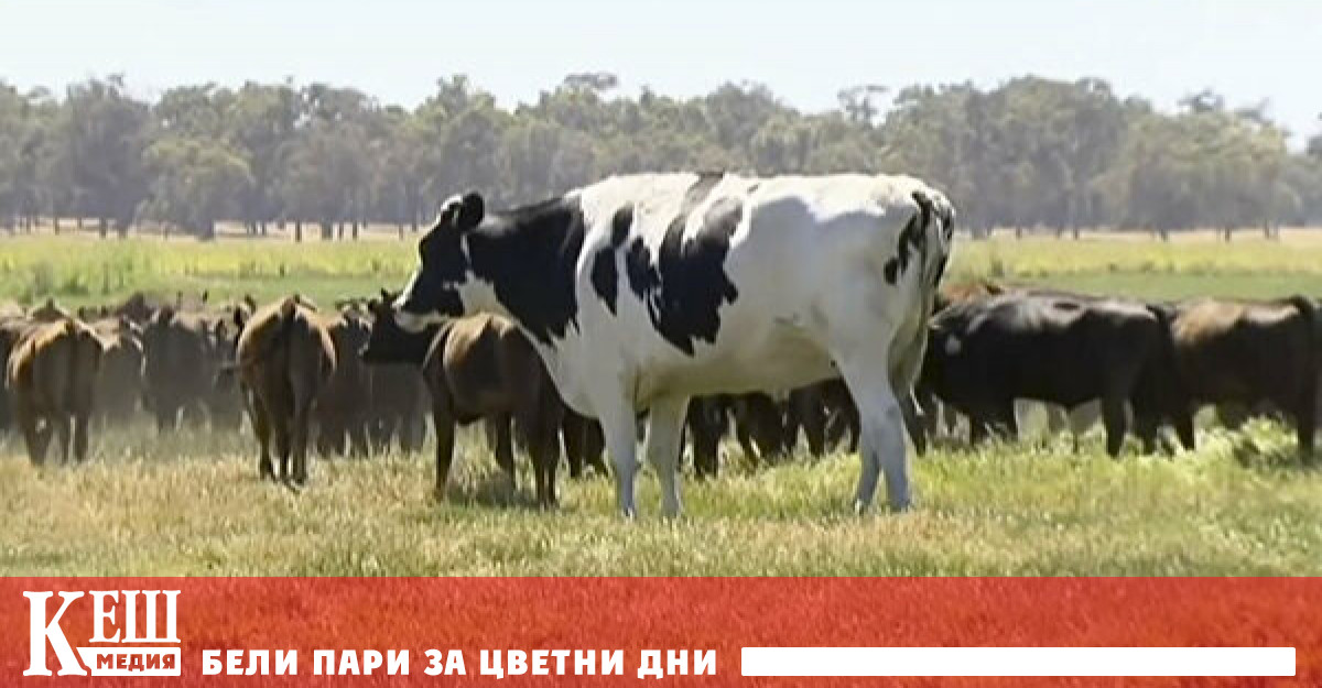 В Австралия почти двуметров бик не можа да попадне в