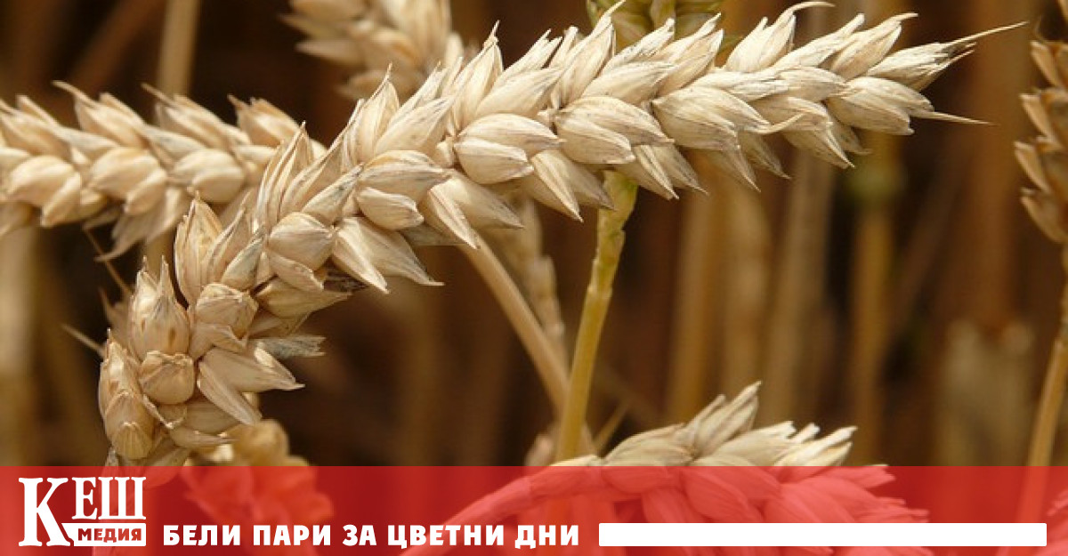 Но фермерите твърдят че украинското зърно което е по евтино от