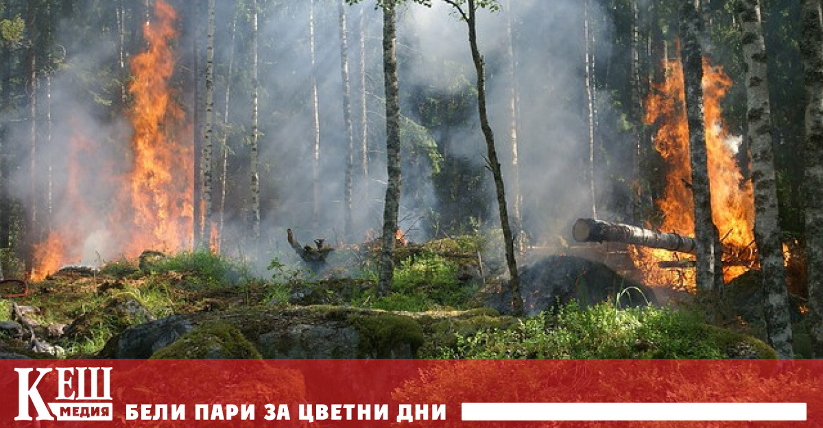 Съобщава се че повече от 900 хектара гори са били