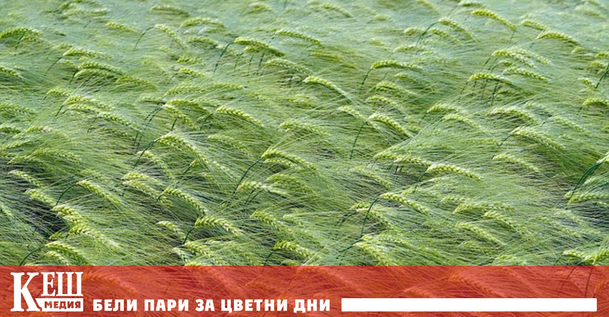 През посочения период пшеница царевица рапица и слънчоглед от Украйна