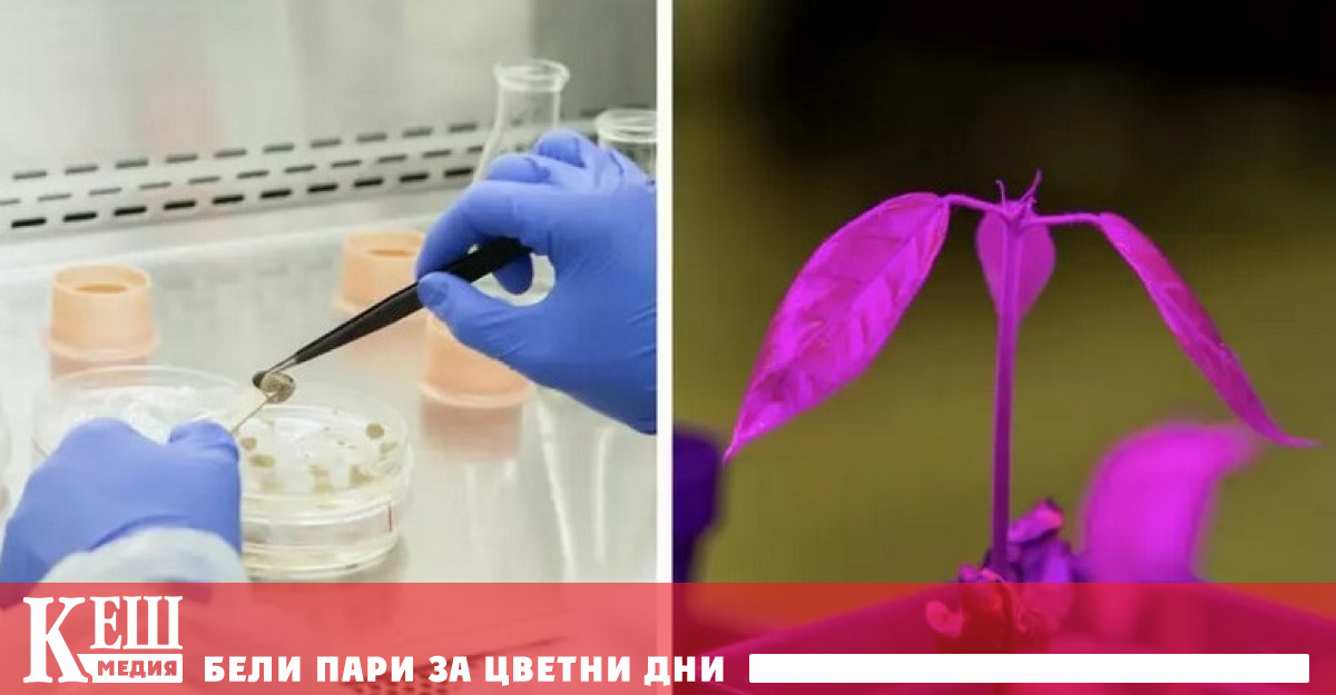 Група учени от Калифорния разработи метод за производство на шоколад