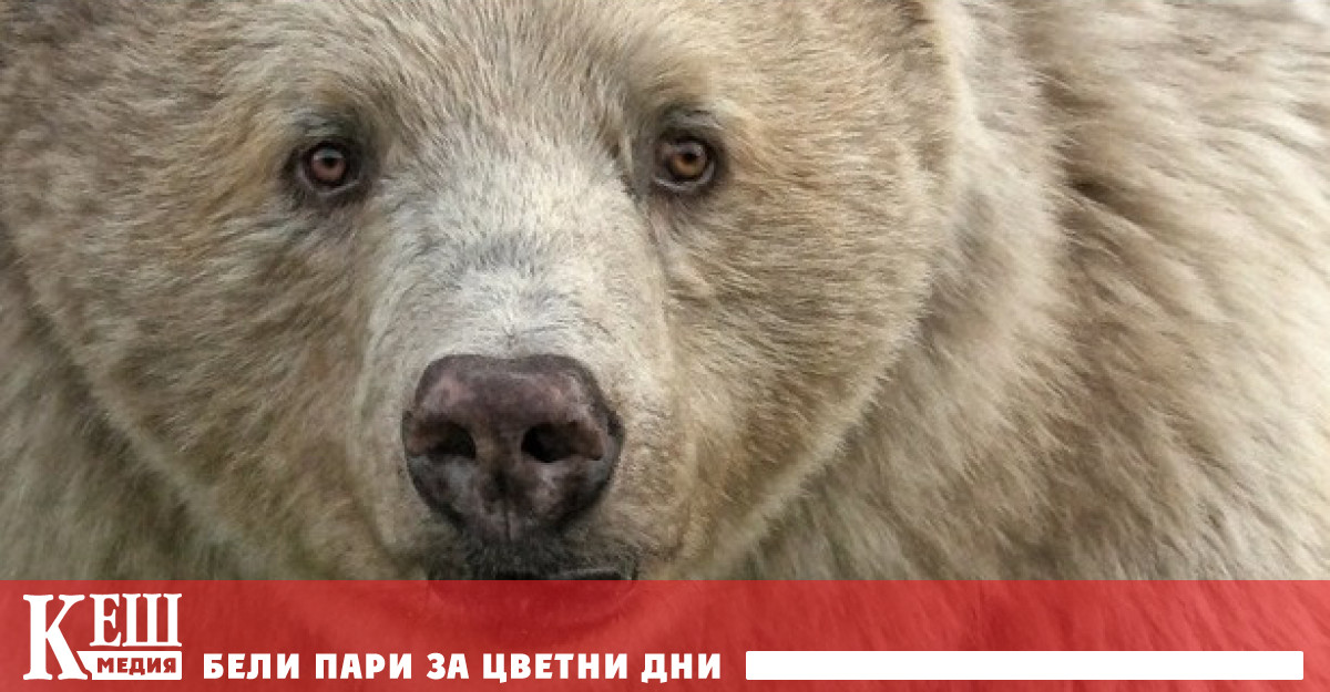Група канадски природозащитници объркват мечка гризли албинос с полярна мечка и