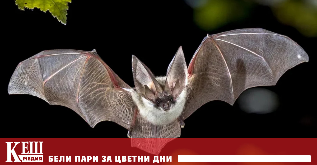 Само преди седмица светът се сбогува с COVID и спешните