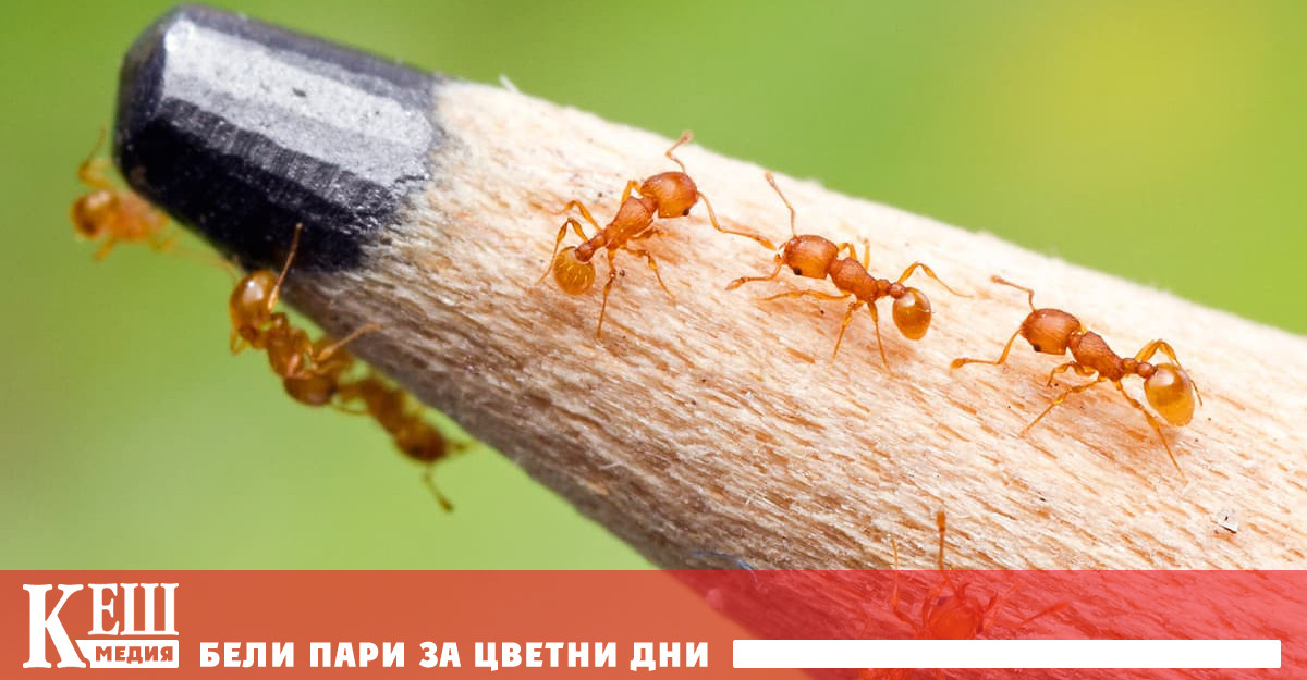 Ухапването от т нар огнени мравки Wasmannia auropunctata прилича на леко