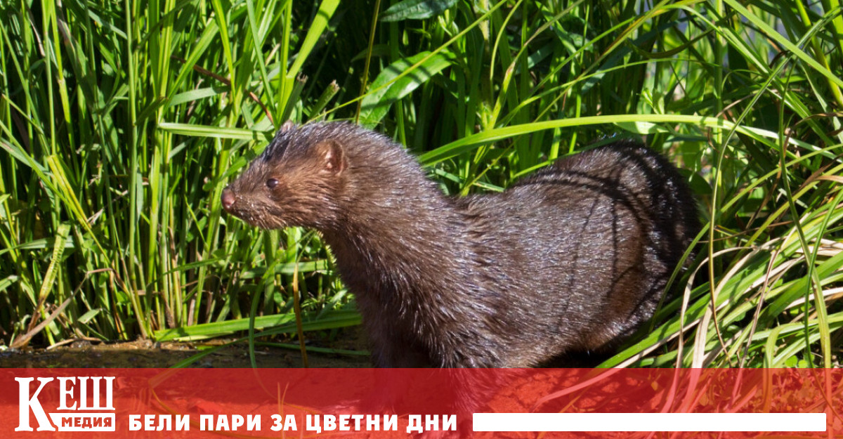 Сега в Русия се внасят повече кожи от норки отколкото