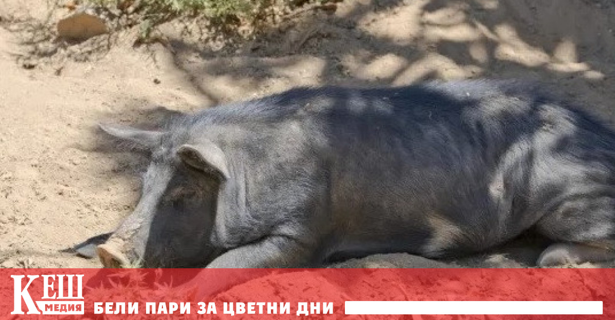 В туристическия къмпинг De Grey River в австралийския Порт Хедланд