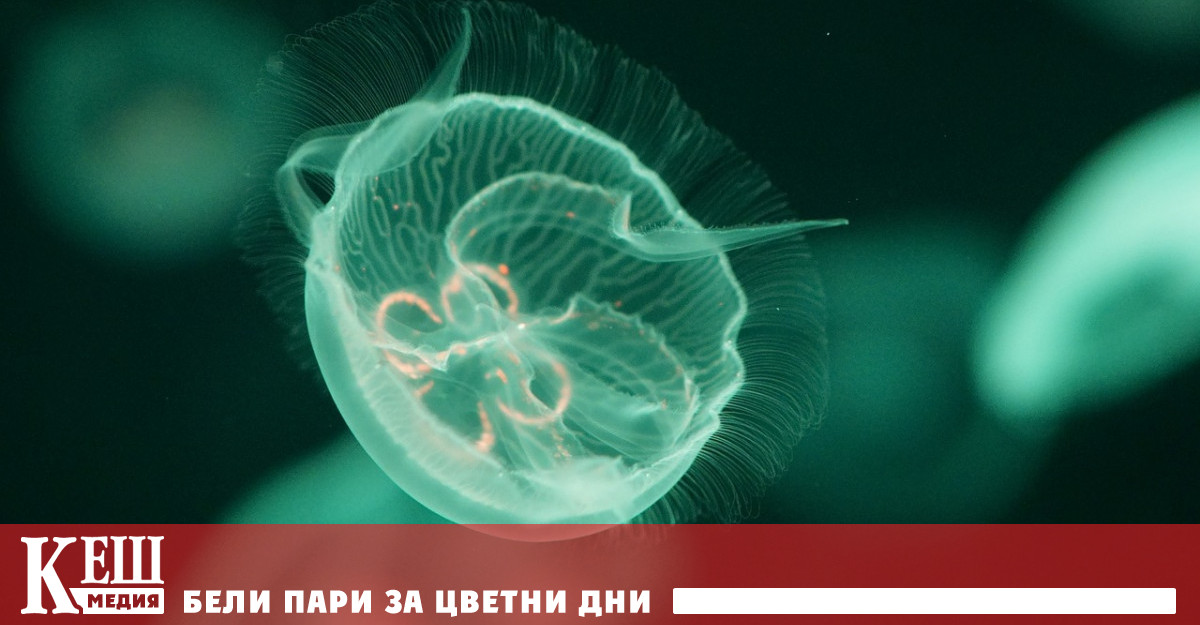 През лятото на 2013 г Стефано Пираино зоолог и еволюционен