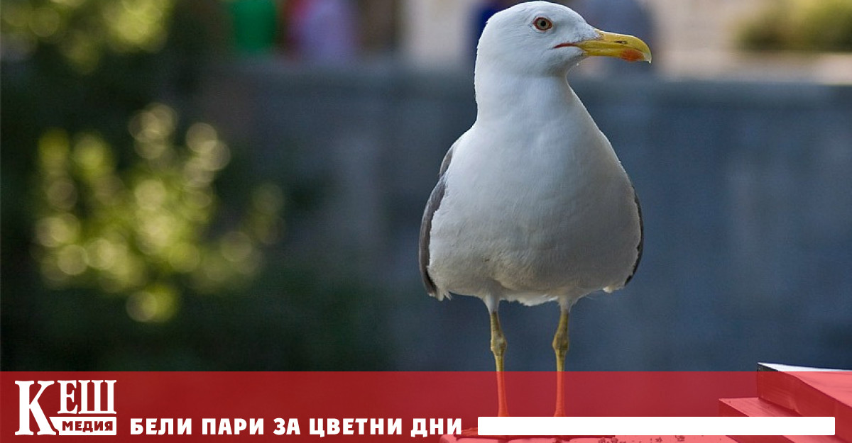 Не е тайна че чайките понякога се държат нагло и