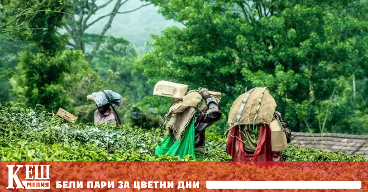 В Кения избухнаха протести чрез които берачите на чай изразяват