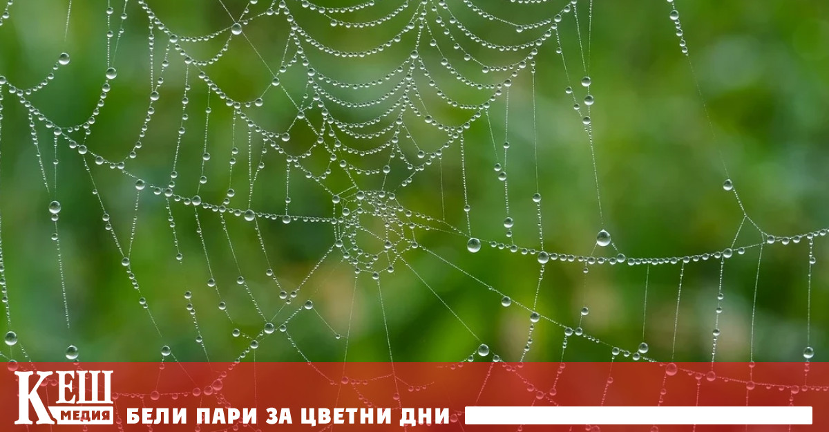 Наистина трябва да завиждаме на паяците Представете си да можете