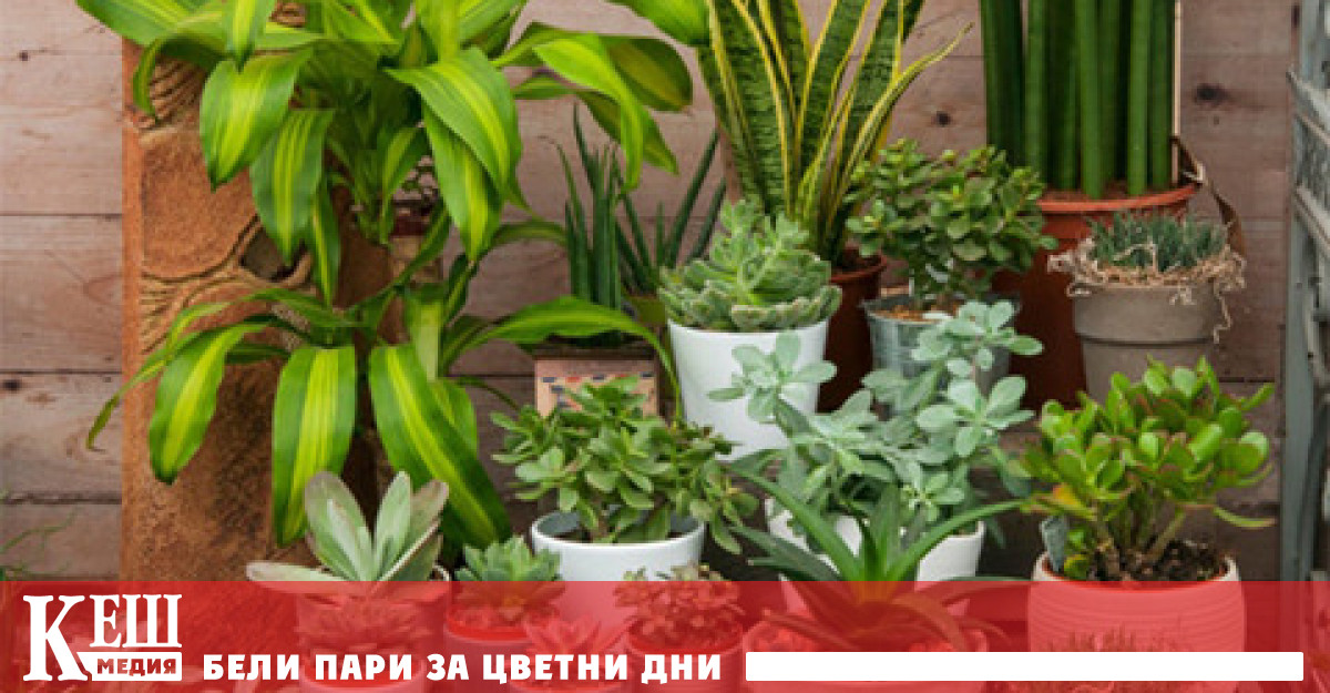 Някои стайни растения повдигат настроението ни по добре от други И в