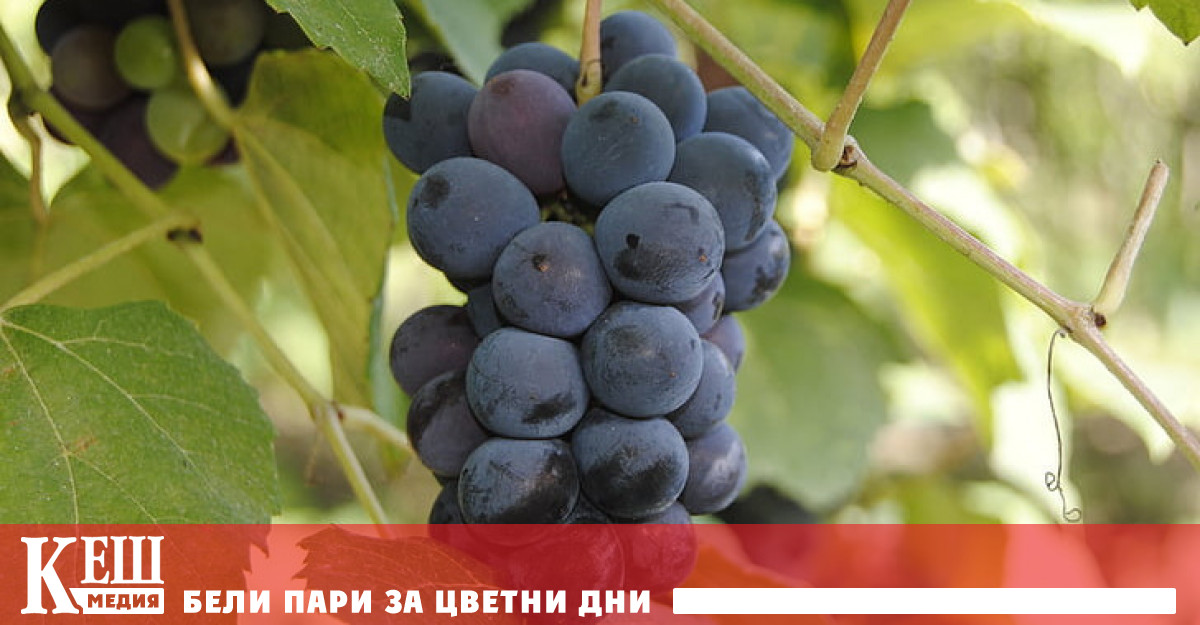 Над 100 дипломати членове на Европейския парламент и политици дегустираха