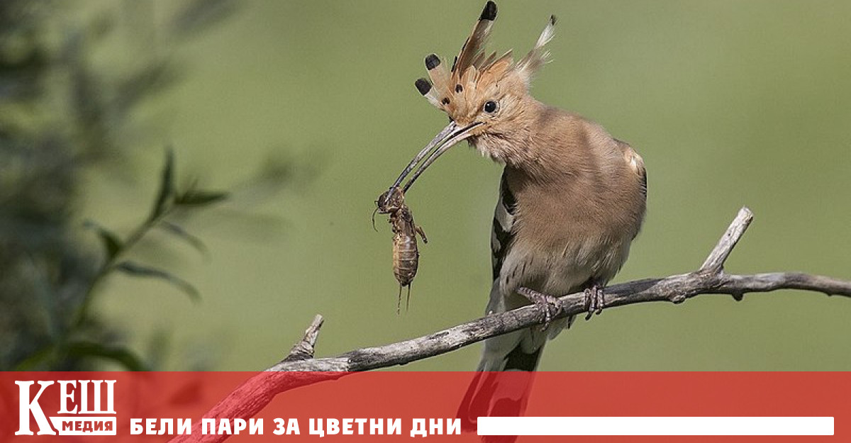 Наталия Тодорова от София печели лаптоп Пенка Джендова от Добрич