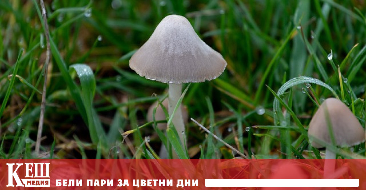 Изследователите бяха изненадани когато органът за традиционна консервативна медицина на