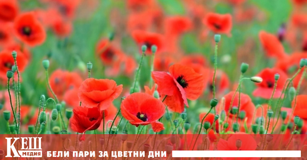 Преди Афганистан произвеждаше повече от 80 от опиума в света