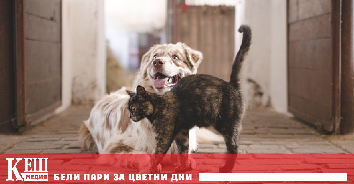 Кметството на град Безие в Южна Франция нареди на собствениците