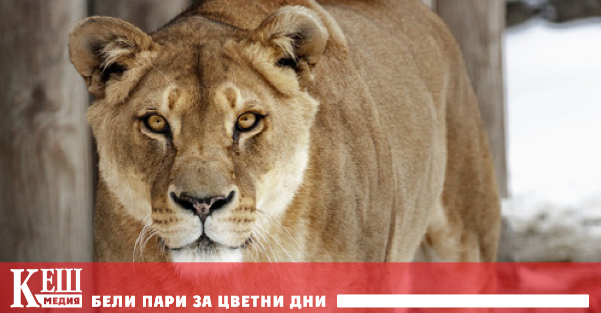 Видео публикувано в Twitter в сряда сутринта показва бродещо животно