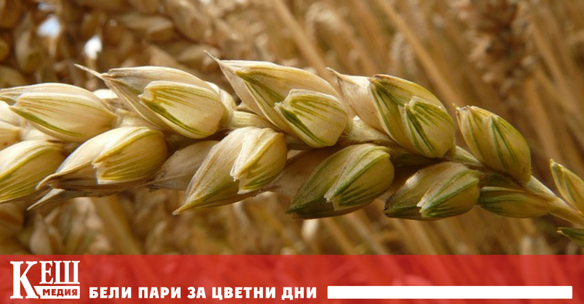 Фючърсите на пшеницата в Чикаго се покачиха с около 2