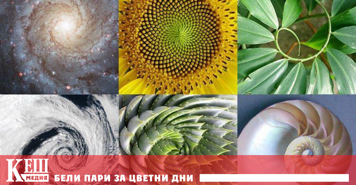 Спиралите се срещат често в природата и могат да се