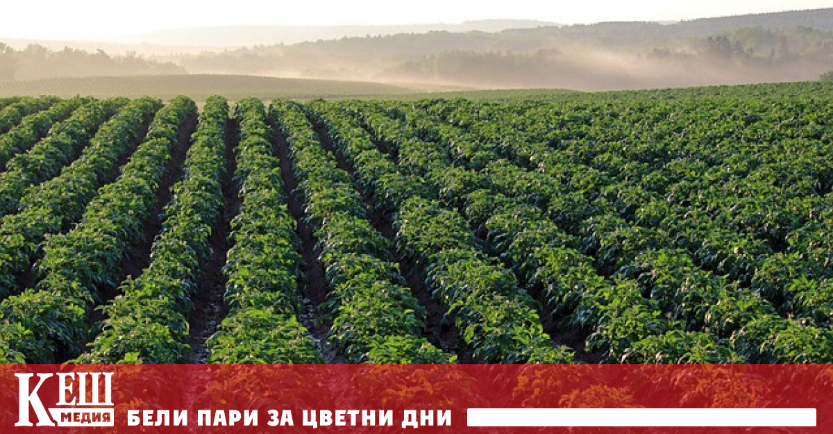 Британците смятат че те са първите които са опитали вкуса