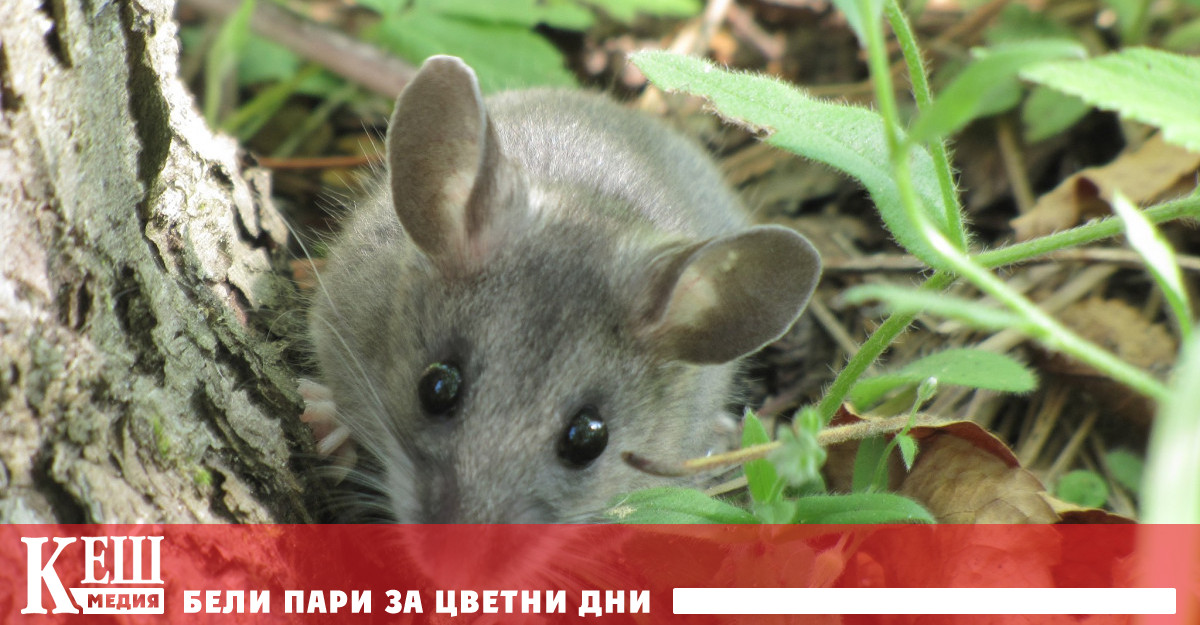 Експертите предупреждават за повече заразни болести заради една проста връзка