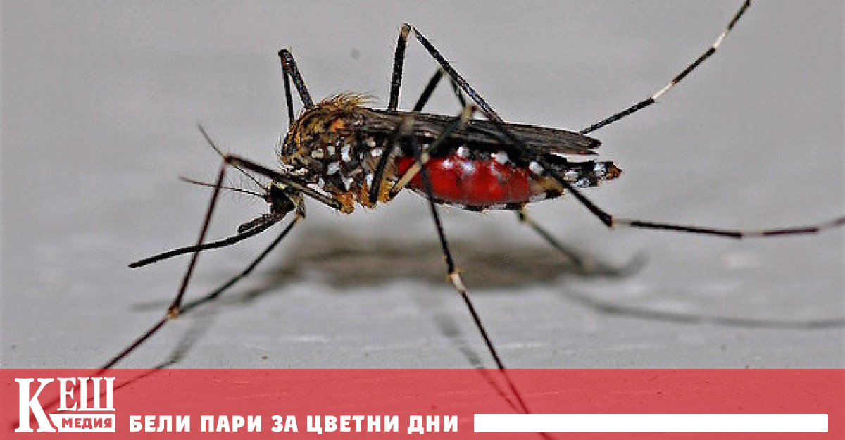 Тази година броят на случаите достигна рекордно високо ниво Според СЗО