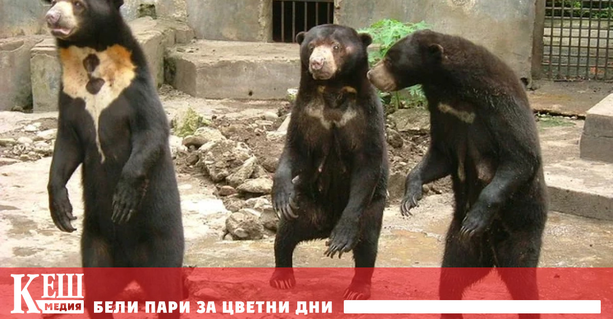 В изявление обвиненият зоопарк в Ханджоу Източен Китй отрича измама