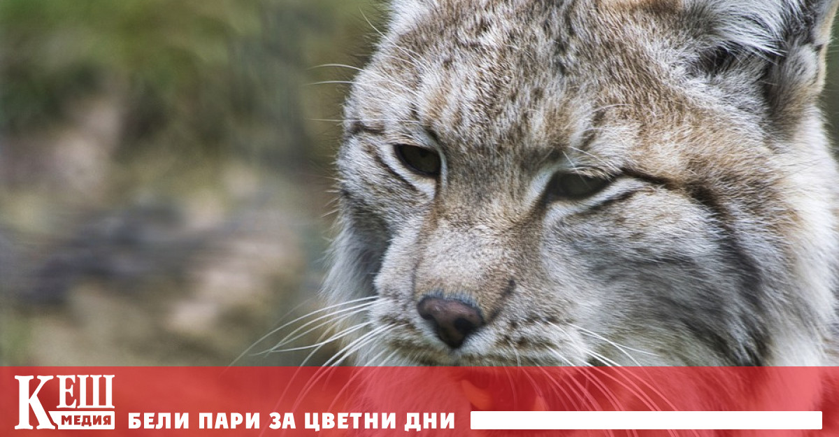 В България е забранено да се внасят придобиват продават притежават