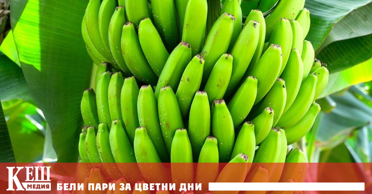 Това е първото в страната производство на банани в индустриален