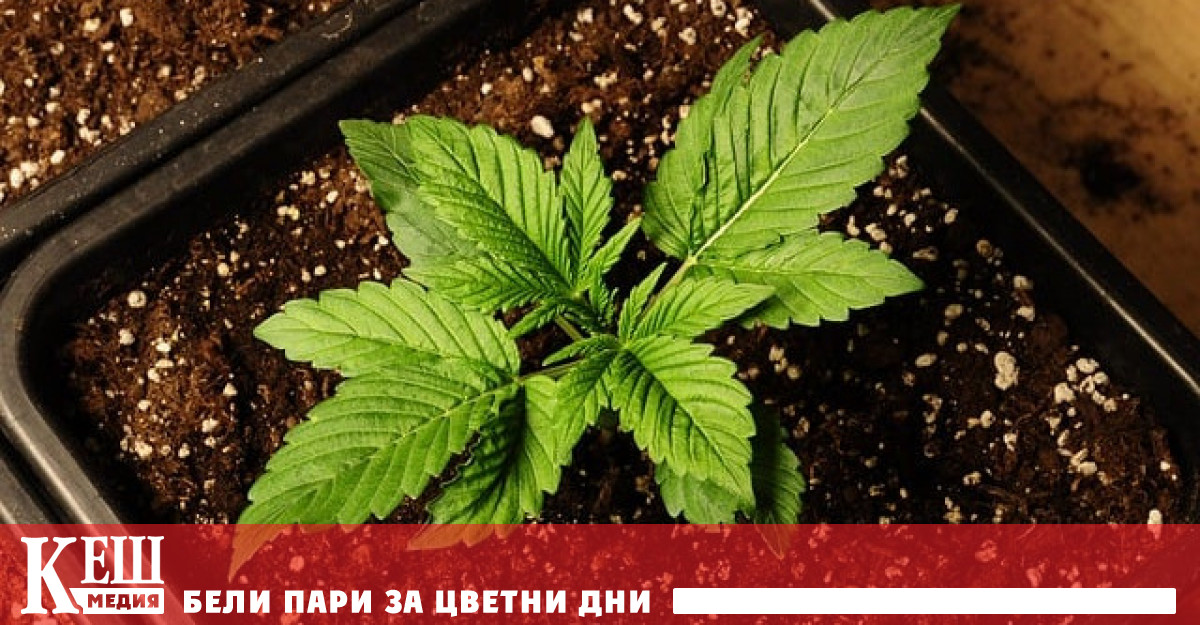 За да я направи по безопасна особено сред децата и младите