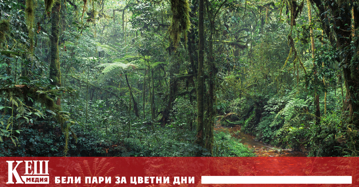 Пределна температура за фотосинтезата се счита 46 7 ° C и