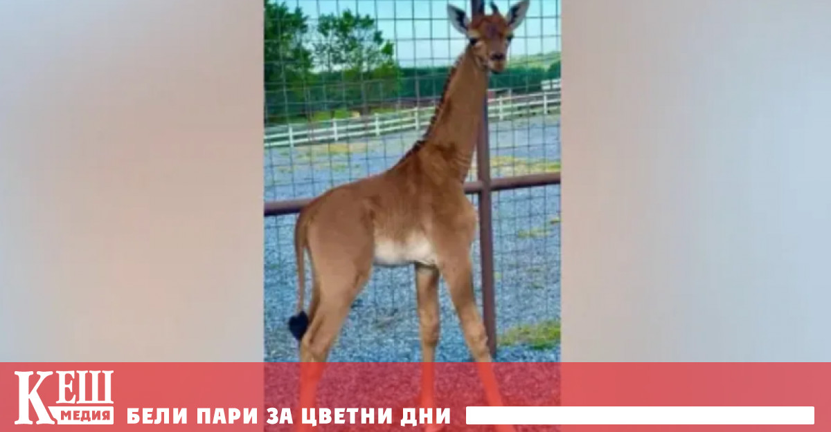 В зоопарка в штата Тенеси САЩ се случи невероятно събитие