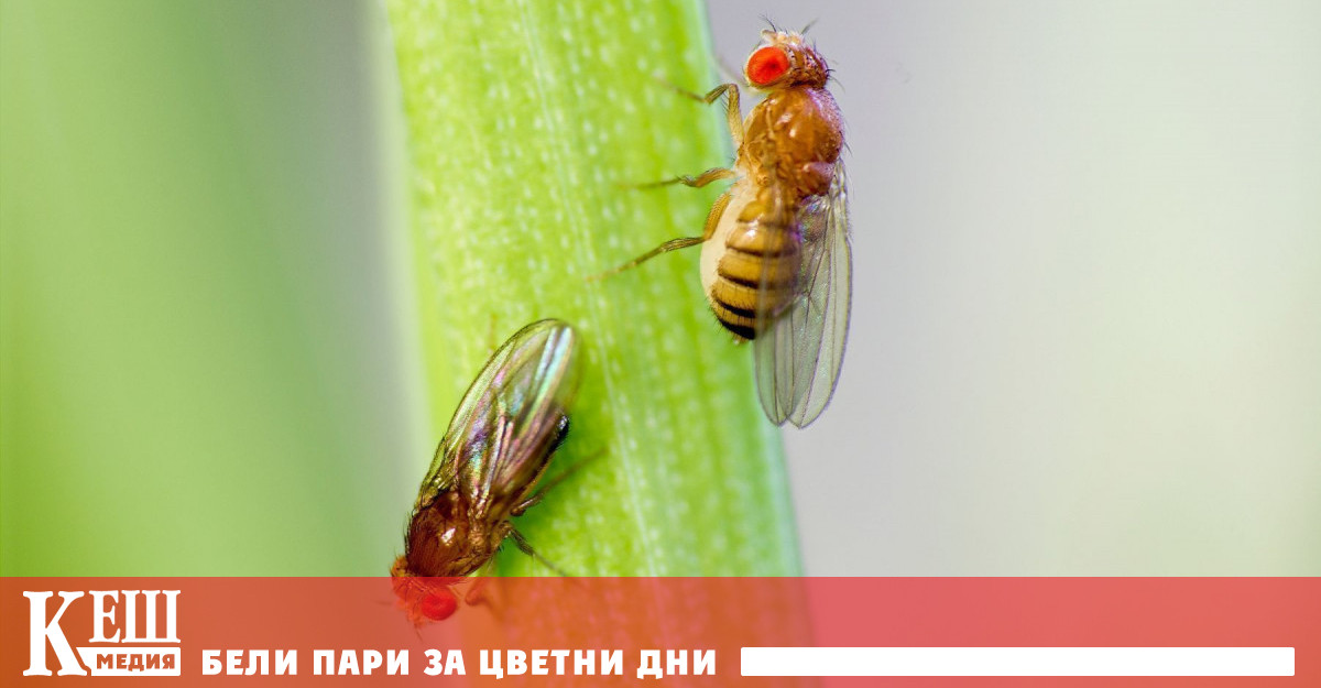 Перспективата да се храним с насекоми звучи най малкото противоречиво Но