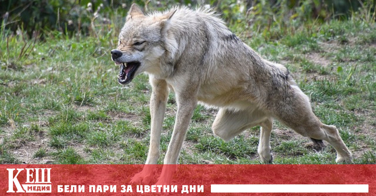 Завръщането на вълка в Европа представлява реална опасност за добитъка