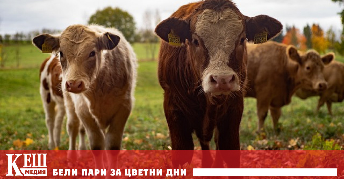 Кравите и торовете допринасят за изменението на климата а месото