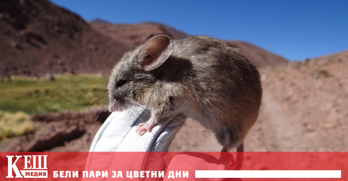 Зоолози откриха по склоновете на южноамериканските вулкани Салин Пулар и