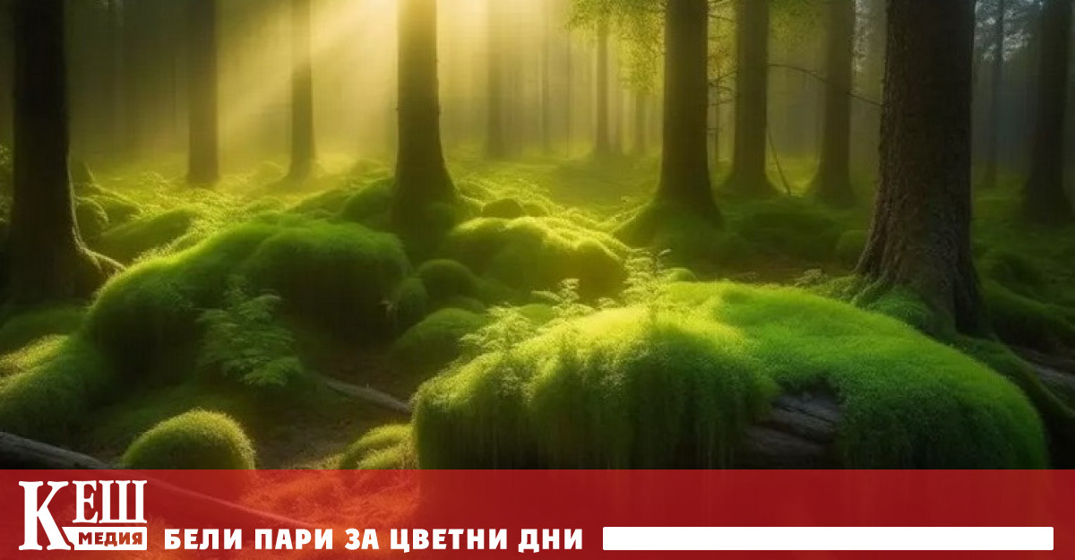 В растенията откриха скритата способност да абсорбират CO2 Ново изследване