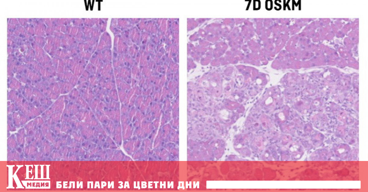 Известно е че витамин B12 или кобаламин помага за образуването